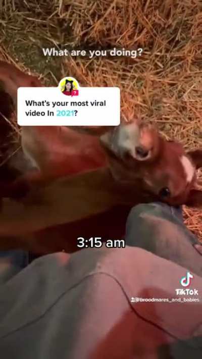 Baby horse