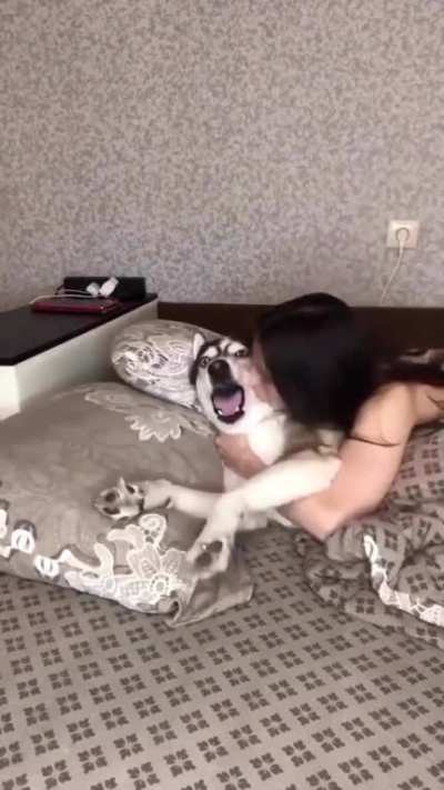 I think dog isn't happy