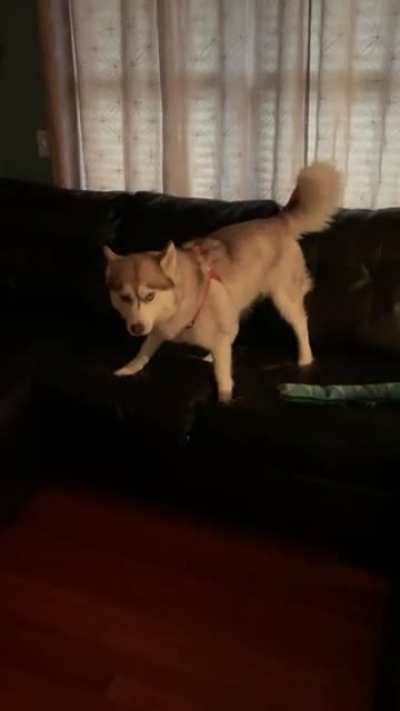 Zoe the Husky is very confused in her new harness