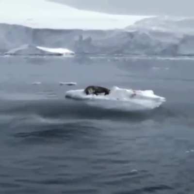 🔥 orcas creating a wave to knock the seal off the ice