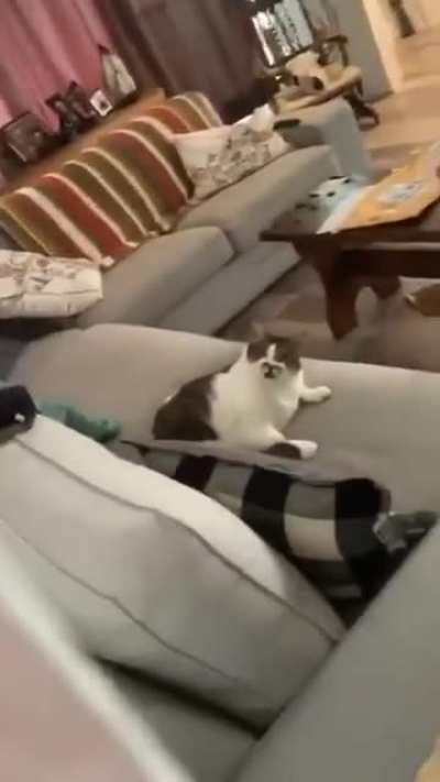 Startled MLEM!