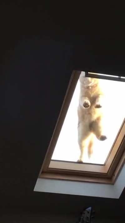 Let me in!!!