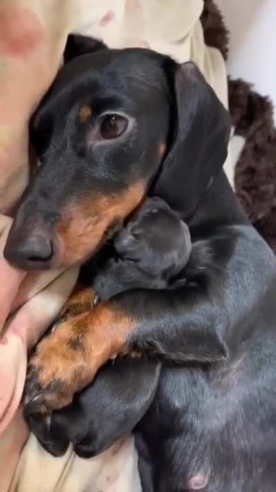 Mother and Puppy