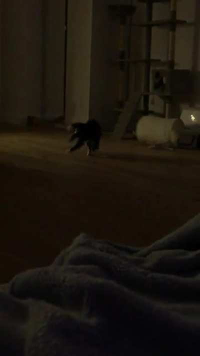 Derpy kitty got startled by her sister