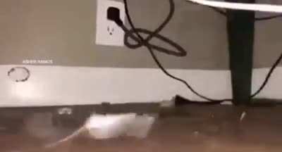 Cursed_rat