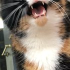 I put a bird feeder outside the bathroom window. . . much to Fauna’s joy and frustration