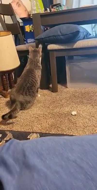My wife was attempting to film our cats