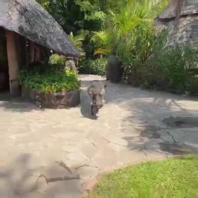Just greeting a friendly warthog