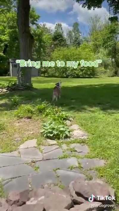 “You live to serve me human!”