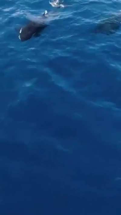 Orcas on a dolphin hunt 