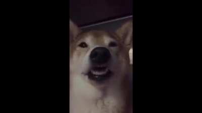 Dog + edibles =