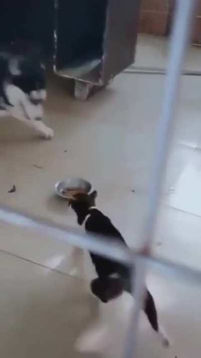 Don't tempt kitty