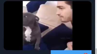 Videos de perros bonitos dar clic buscar