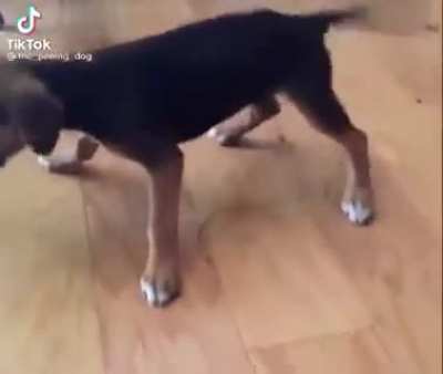 sussy doggy