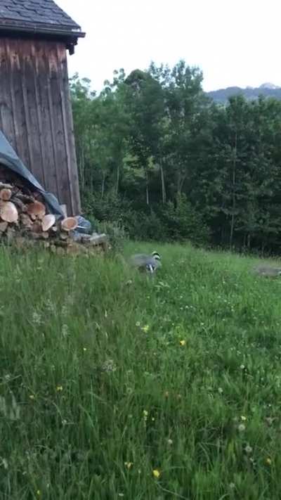 European badgers