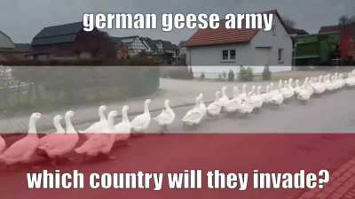 honk!