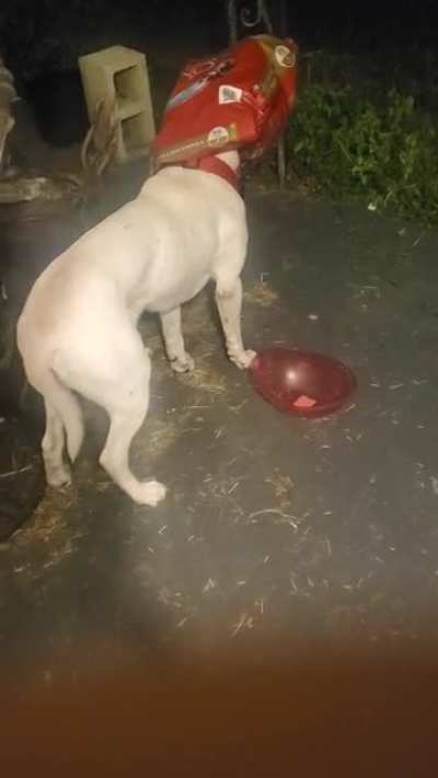 I figures out where the dog food went.