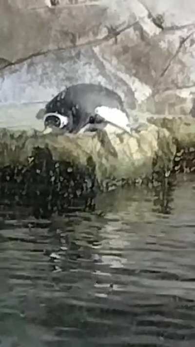Gentoo penguin at Loveland Living Planet Aquarium, swimming in his sleep