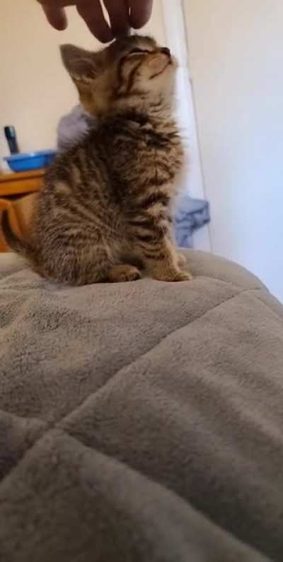 IllegallySmolBoops for an IllegallySmolCat