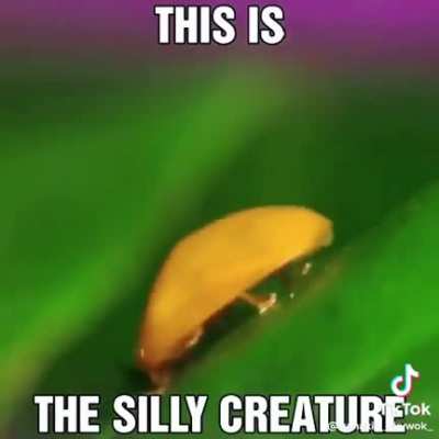 sil ly creture