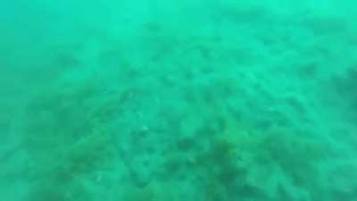 Earthquake caught on camera by diver
