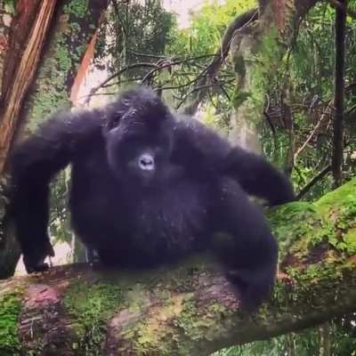 🔥 This Little Gorilla has the heart of a drummer.