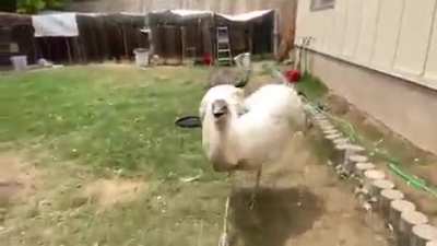 kevin