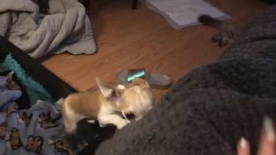 is cute