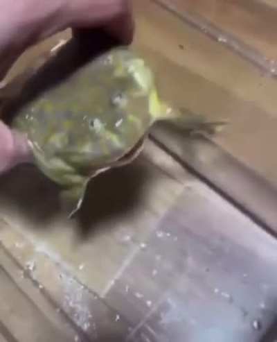 Bubble boi