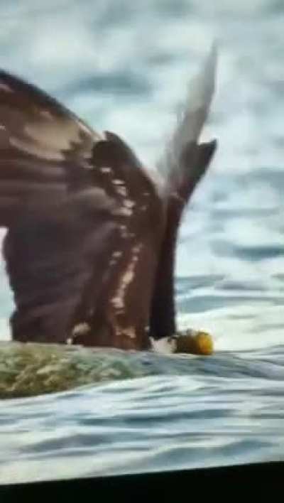 Crab got mad AF