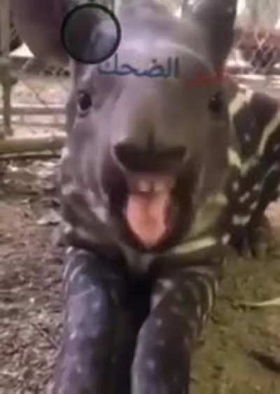 what is this animal 😂😂
