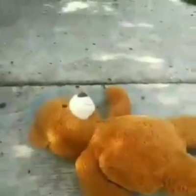 tedy bear