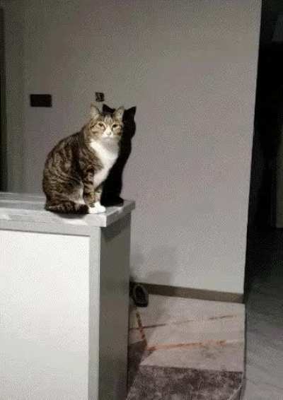 gatinho e a sua sombra