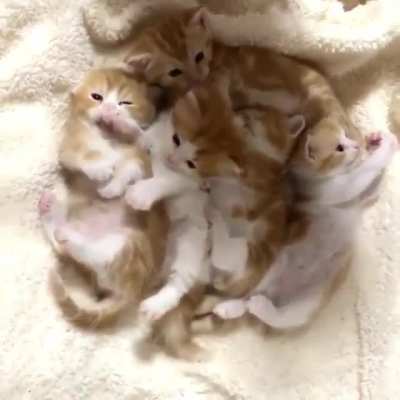 Tiny orange cuddle puddle