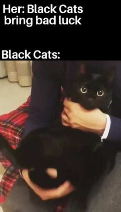 Wiggle cat