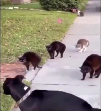 Don't you dare
