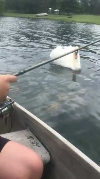 Swan wouldn’t leave us alone
