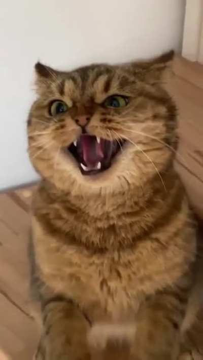 Котоместь