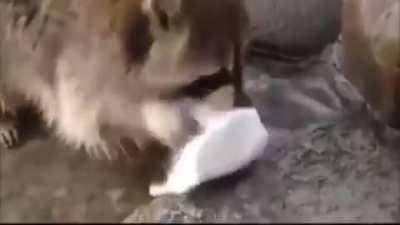 This raccoon who tried to wash cotton candy in water