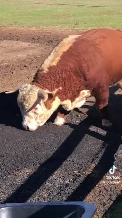 Do perfectly cut MOO’s count?