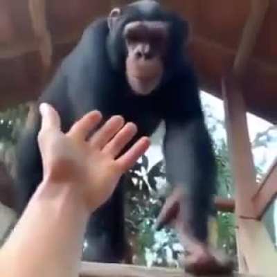 Wholesome Monke😢