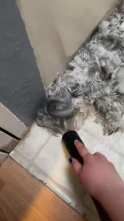 Time to vacuum the dog