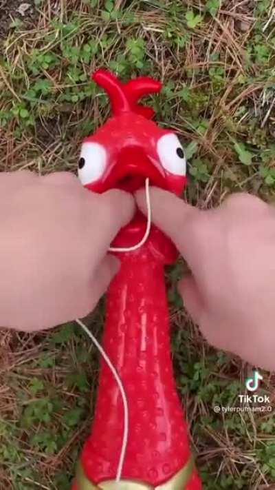 Poor rooster