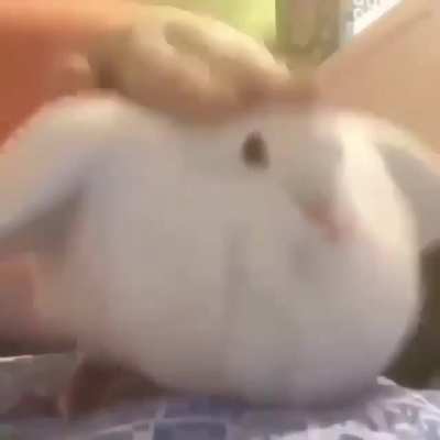 Round birb