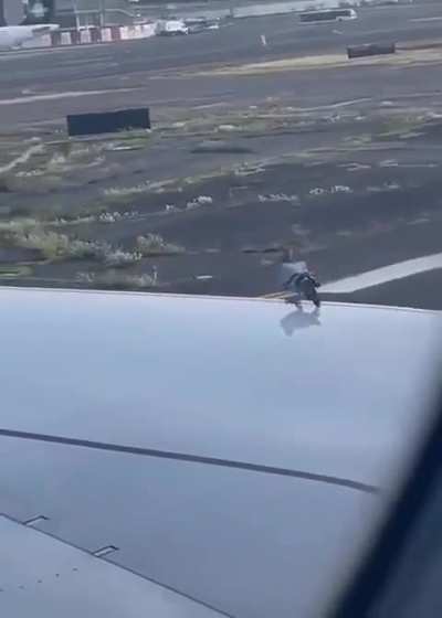 Pigeon Impossible..