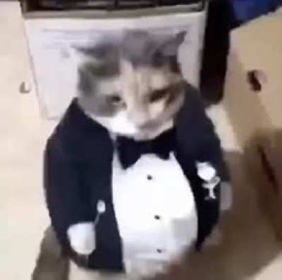 That cat kanda cure though