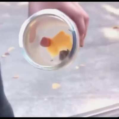 Mouse Attack