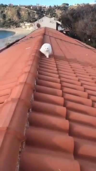 Roof-top snowball