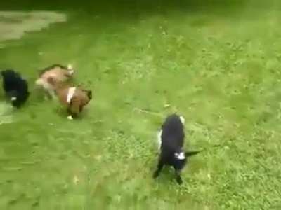 f*ck you little goat.. f*ck you again
