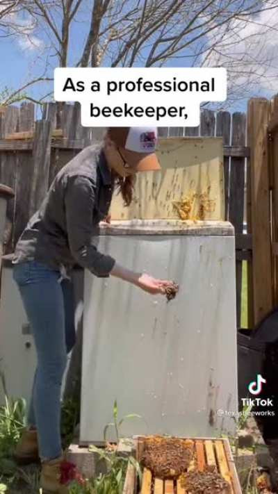 @texasbeeworks is back to save more bees